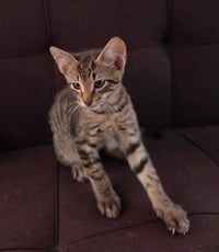 Tiger - Photo 3