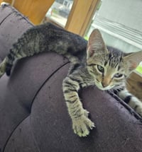 Tiger - Photo 4