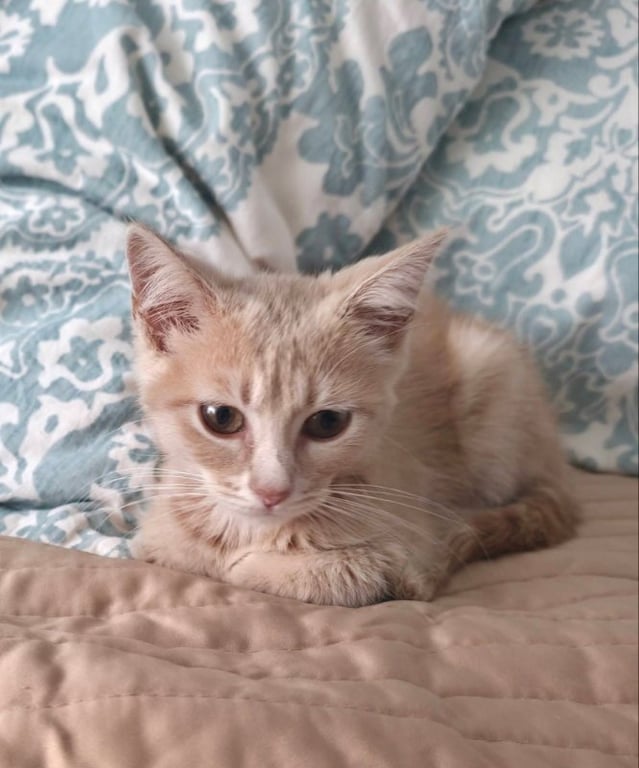 Peanut Image