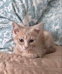 Peanut - Photo 1
