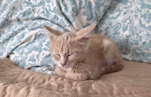 PEANUT - Tabby available for adoption