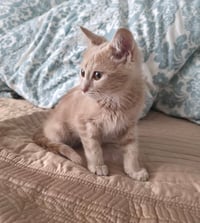 Peanut - Photo 3