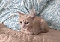 Peanut - Photo 4