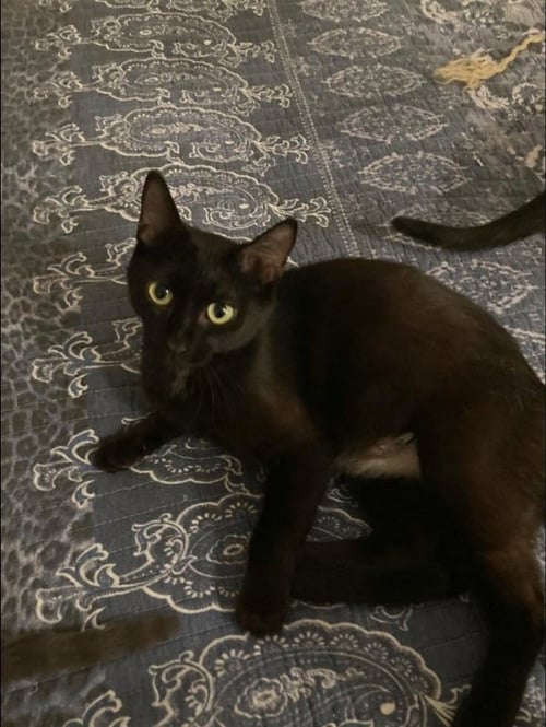 EVER - Bombay / Domestic Short Hair available for adoption