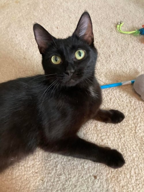 EVER - Bombay / Domestic Short Hair available for adoption
