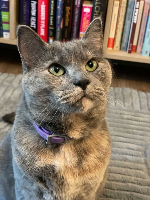 SWEET PEA - Dilute Tortoiseshell available for adoption