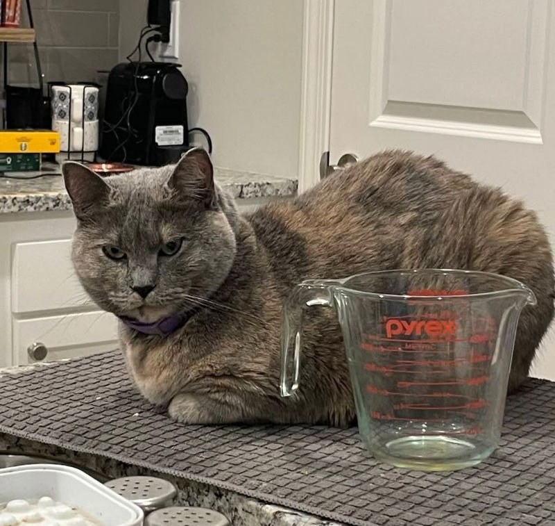 SWEET PEA - Dilute Tortoiseshell available for adoption