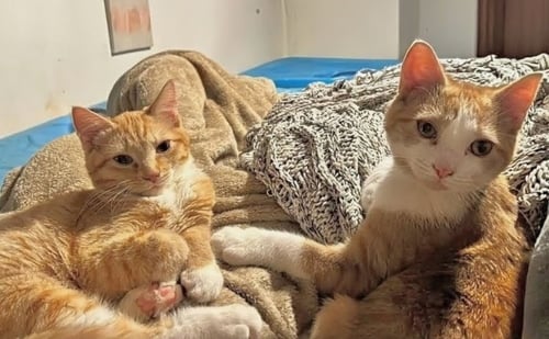 WUBS & ALLY - Domestic Short Hair available for adoption
