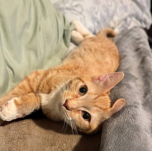 WUBS & ALLY - Domestic Short Hair available for adoption