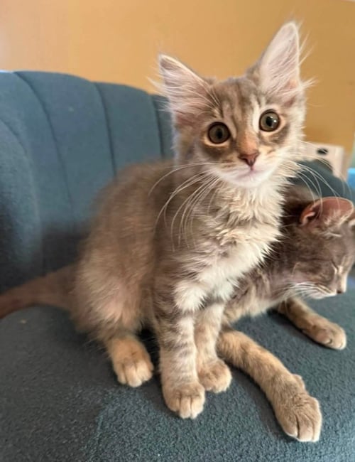 GAMORA - Tabby available for adoption