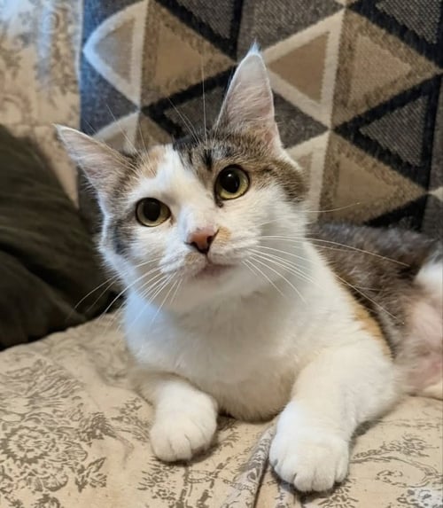 MELLODY - Calico available for adoption