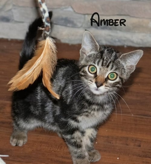 AMBER - Tabby for adoption in Knoxville