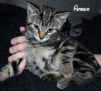 Amber - Photo 2