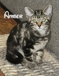 Amber - Photo 3