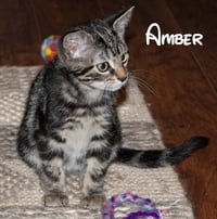 Amber - Photo 4