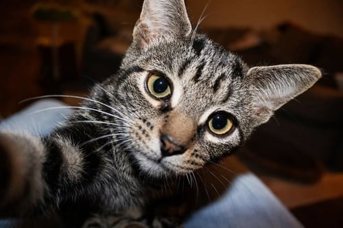 AMBER - Tabby available for adoption