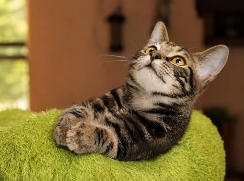 AMBER - Tabby available for adoption