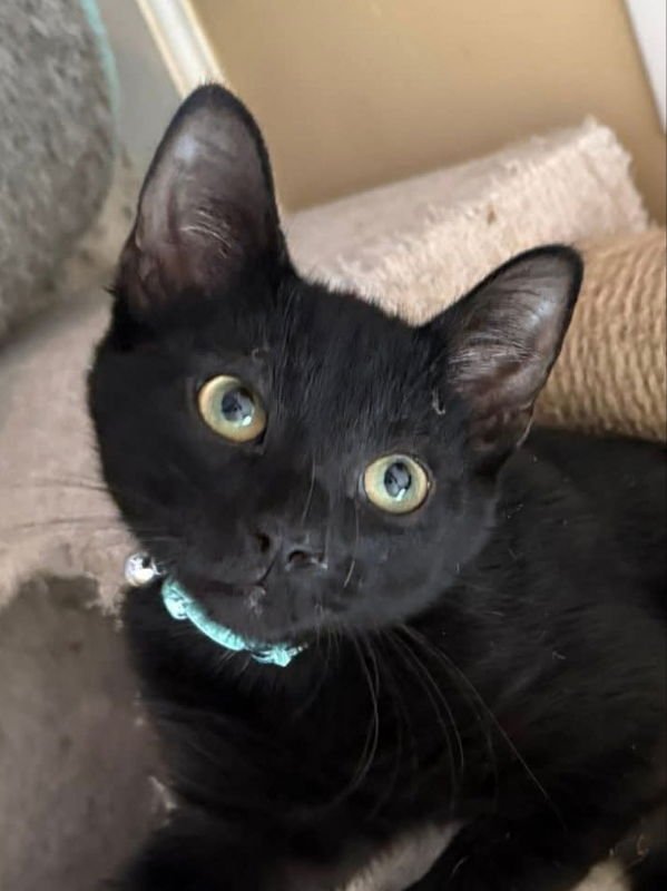 AQUA - Bombay / Domestic Short Hair available for adoption