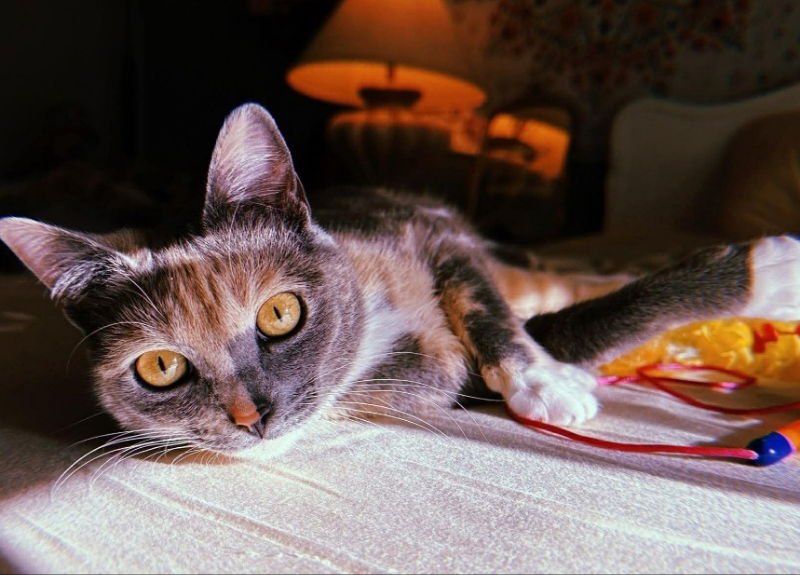 OPAL - Dilute Calico for adoption in Knoxville