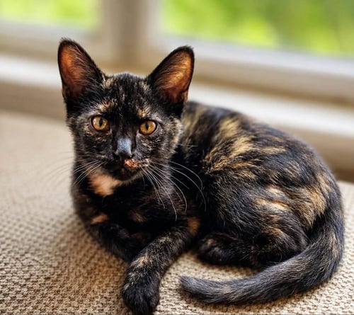 ANGEL - Tortoiseshell available for adoption