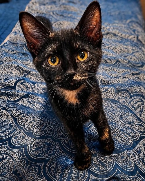 ANGEL - Tortoiseshell available for adoption