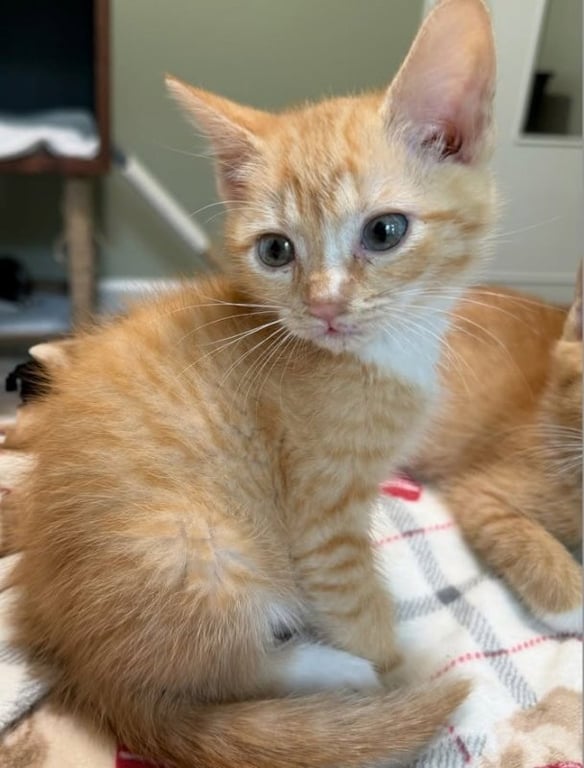 Buttercup Image