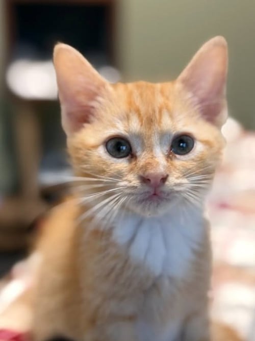 BUTTERCUP - Tabby available for adoption