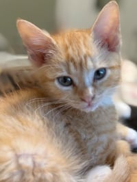 Buttercup - Photo 3