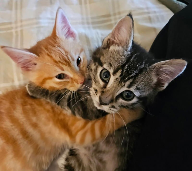 HENRY AND CHARLIE - Tabby available for adoption