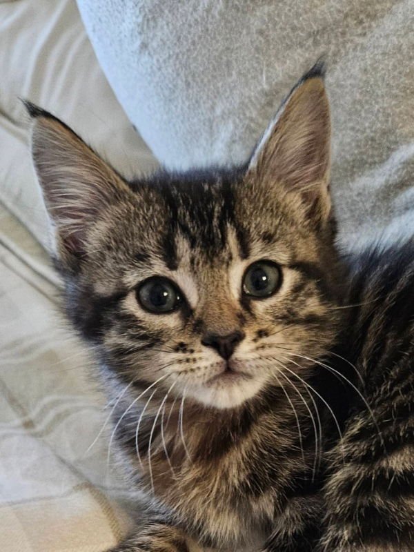 Henry and Charlie - Photo 3