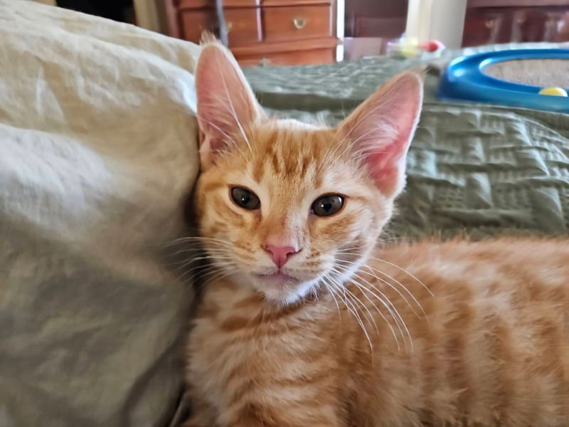 Henry and Charlie - Photo 4