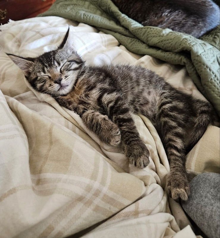 Henry and Charlie - Photo 5