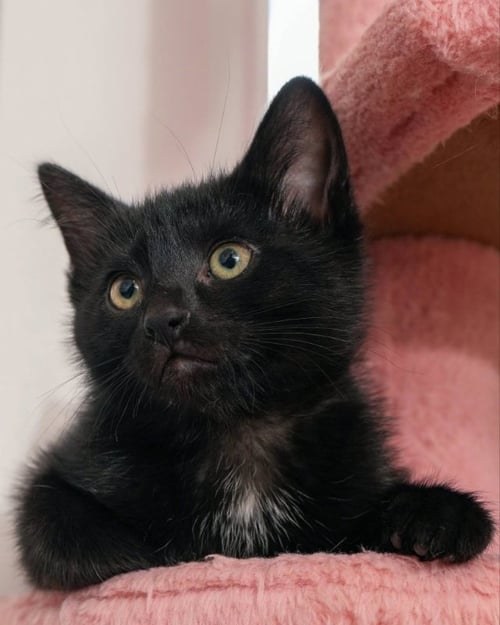 MEENY - Bombay / Domestic Medium Hair for adoption in Knoxville