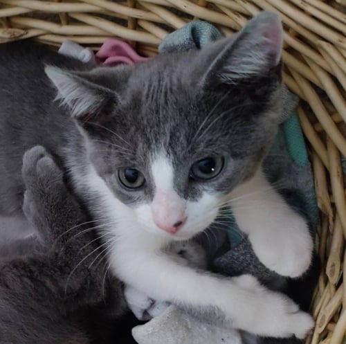 KAYLEEANN - Domestic Short Hair available for adoption