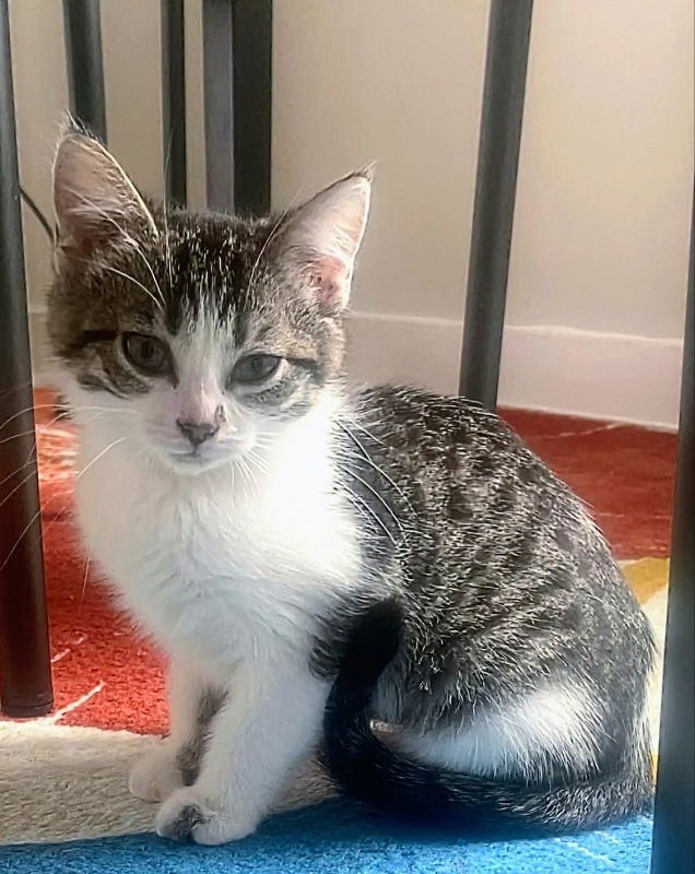BUG - Domestic Short Hair / Tabby for adoption in Knoxville