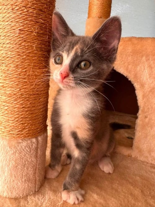 MOUSE - Dilute Calico available for adoption
