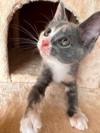Mouse - Photo 4