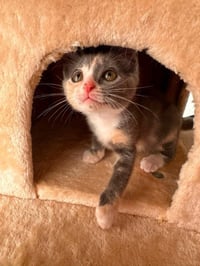 Mouse - Photo 5