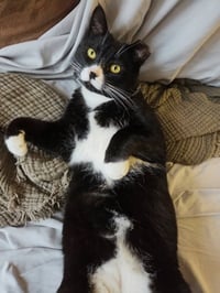 Tuxie - Photo 2