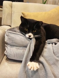 Tuxie - Photo 3