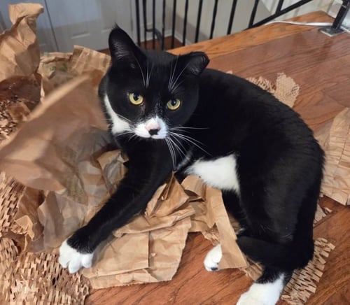TUXIE - Tuxedo for adoption in Knoxville
