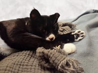 Tuxie - Photo 6