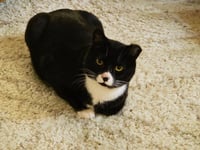Tuxie - Photo 5