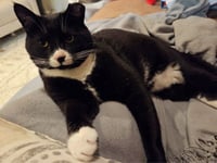 Tuxie - Photo 7