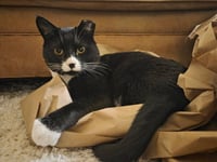 Tuxie - Photo 4
