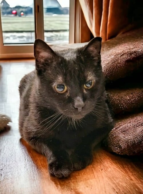 FRITZ FIV+ - Bombay / Domestic Short Hair available for adoption