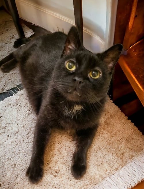 FRITZ FIV+ - Bombay / Domestic Short Hair available for adoption