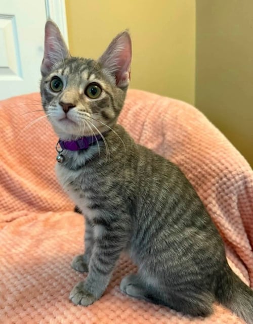 GROOT - Tabby available for adoption