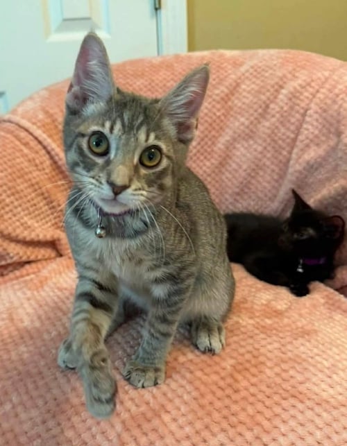 GROOT - Tabby available for adoption