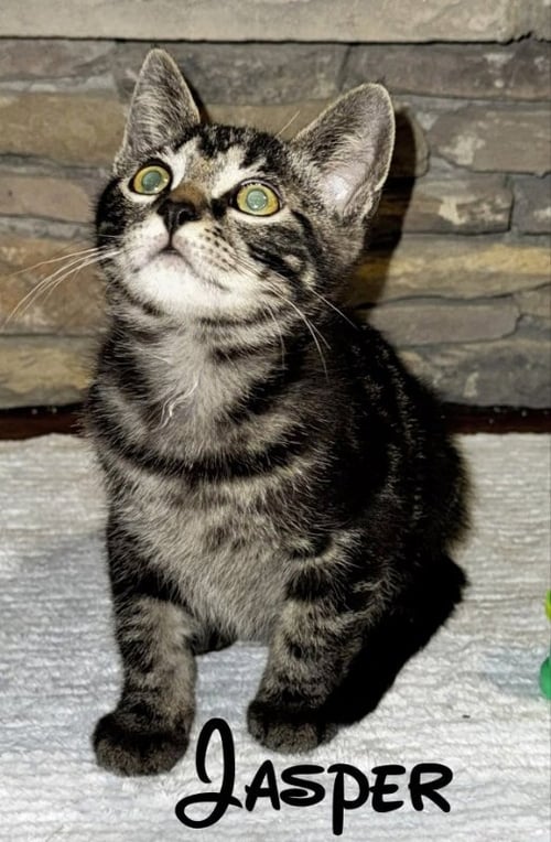JASPER - Tabby for adoption in Knoxville